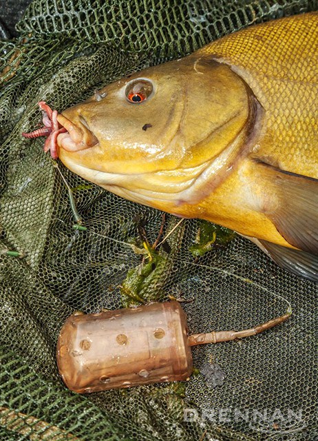 A Red-Letter Tench Session